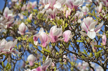 Obraz premium Beautiful closeup view of pink Chinese saucer magnolia (Magnolia Soulangeana) tree blossoms blooming south Dublin, Ireland. Soft and selective focus