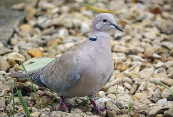 close up of a collared dove (Streptopelia Decaocto) looking for food in the garden