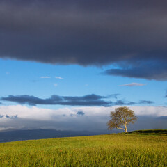 Fototapeta na wymiar arbre au milieu d'un champ de céréales à l'aube au printemps