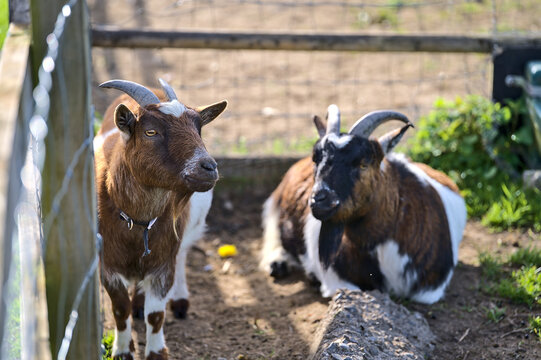 Beautiful closeup view of two goats resting beside the wooden fence at Goatstown farm in Dublin, Ireland. Soft and selective focus