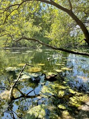 autumn in the park