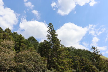 青空を背景にしたの本の美しい風景