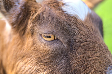 Beautiful closeup view of yellow eye of goat beside the wooden fence at Goatstown farm in Dublin, Ireland. Soft and selective focus