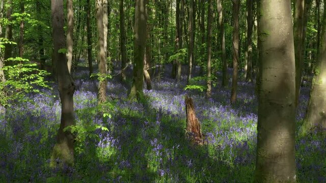 Low level drone flight through a beautiful Bluebell Forest