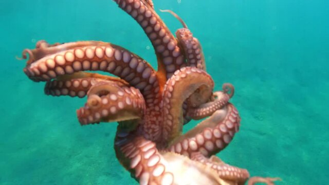 Underwater video of small octopus swimming in crystal clear exotic island bay