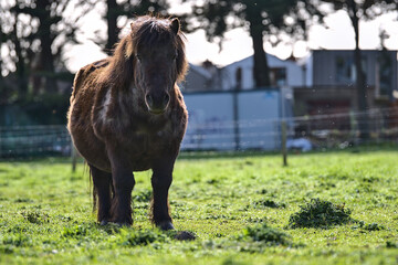 Beautiful closeup low ground view of cute dark brown shetland pony enjoying sunlight at Goatstown farm in Dublin, Ireland. Soft and selective focus. Domesticated animals