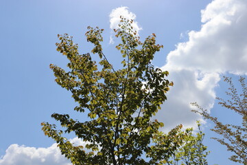 青空を背景にしたの本の美しい風景