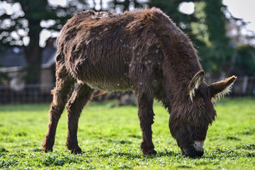 Beautiful closeup low ground view of cute dark brown donkey grazing at Goatstown farm in Dublin, Ireland. Soft and selective focus. Domesticated animals