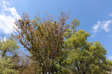 Fototapeta premium 青空を背景にしたの本の美しい風景