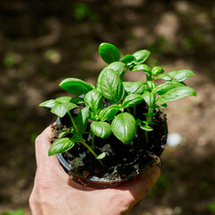 Basil Seedlings