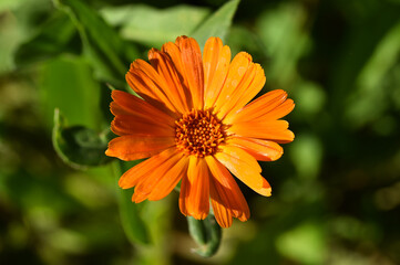 flor naranja
