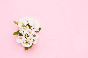 Pear Tree flowers branch on a pink background. Spring concept