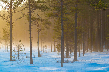 Beautiful morning fog in winter forest in snow during sunrise with copy space