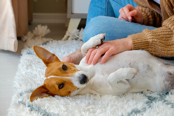 Cropped shot of young woman playing with her jack russell terrier puppy on the floor. Young doggy lying on the back getting a belly rub by its owner. Close up, copy space. - Powered by Adobe