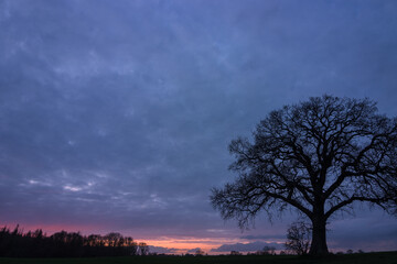 Silhouette of a single leafless oak tree, tree burial
