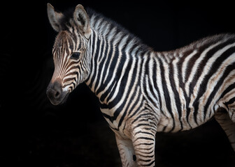 Fototapeta na wymiar Zebra foal