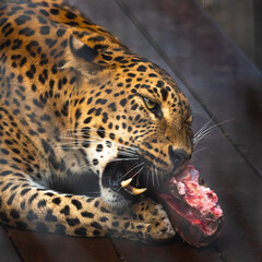 Leopard eating meat
