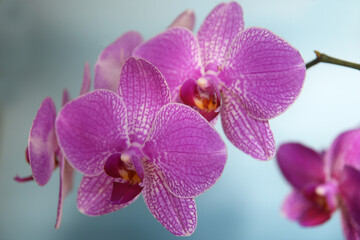 beautiful pink orchid flower isolated with defocused dots on blurred blue background - obrazy, fototapety, plakaty