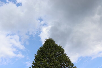 青空を背景にしたの本の美しい風景
