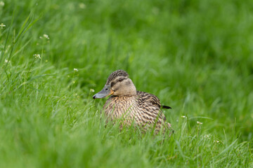 Mallards in the tall grass. Wild ducks near the river. European spring wildlife.
