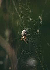 spider on the web