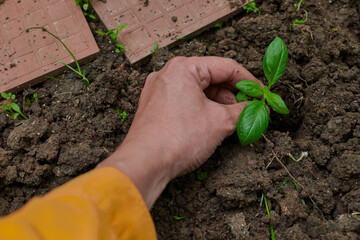 Planted Basil Seedling