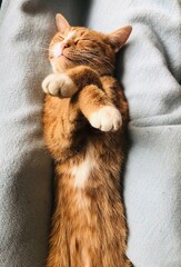 rote Katze schläft auf dem Rücken