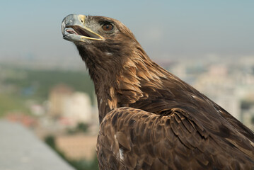 eagle bird large on the background of the city