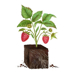 raspberry seedling, a young seedling in a fertile soil with roots, a clod of earth and a raspberry sprout, a growing concept. eco-soil substrate, hand-drawn, isolated on a white background