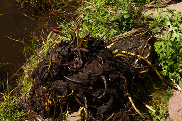 The rhizome of a water lily after wintering in a film pond. Division of the rhizome.Reproduction and cultivation, growing of Nymphaea. High quality photo