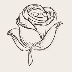 Sketch of a rose flower Vector illustration