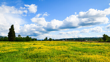 A Snoqualmie Valley field is filled with buttercup flowers under a blue sky with growing storm clouds © IanDewarPhotography