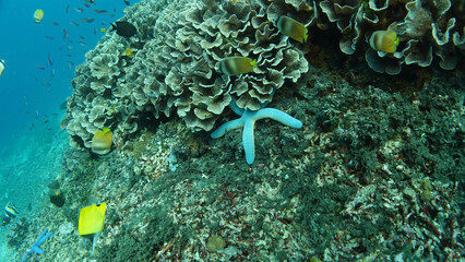 Colorful big live light blue sea star lays at side of coral reef under foliose corals, few yellow Reef Butterfly fishes tropical sea of Indonesia, Bali.