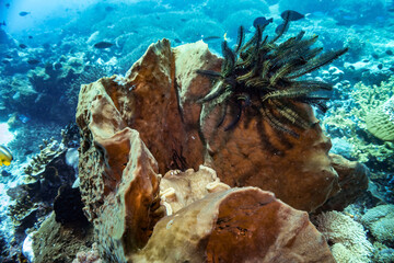 Black Swimming Feather Starfish on coral reef. Picture taken during Scuba dive in warm tropical sea of Indonesia, Bali. Front view with blurry background