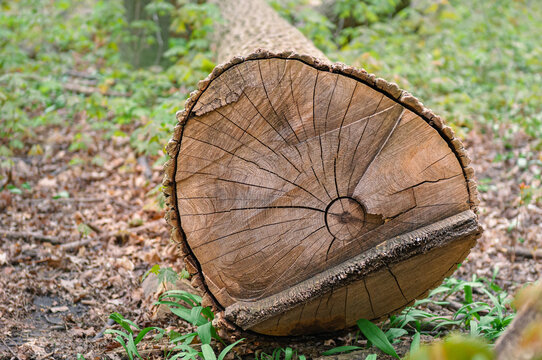 A felled tree with chain saw markings lying on the forest floor. 