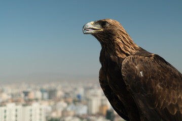 eagle bird large on the background of the city