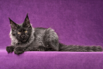 A black and silver maine coon kitten on purple background.