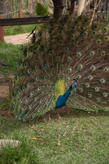 Peacock, pavão