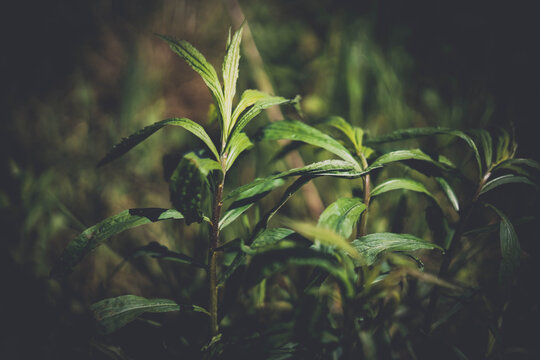 Enchanted Forest, Magical Herbs. Green Witch Plants, Mystical Woodland