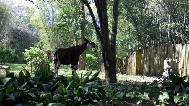 Peaceful okapi eating leaves from a tree on sunny day