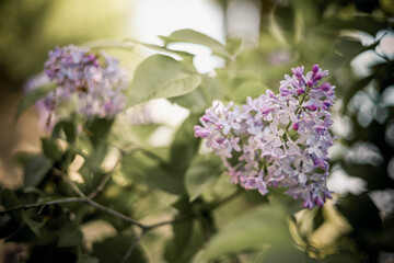 Obraz na płótnie Canvas Branch of lilacs. Spring flowers on a sunny day