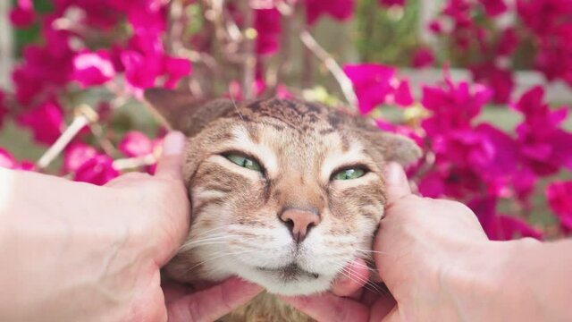 Close-up portrait of Bengal cat being stroked by female hands. Shot outside in the garden with beautiful pink bougainvillea in the background. 