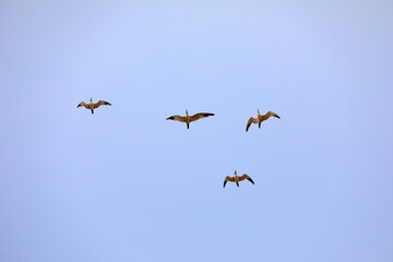 Birds flying in the sky, North China