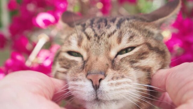 Close-up portrait of Bengal cat being stroked by female hands. Shot outside in the garden with beautiful pink bougainvillea in the background. 