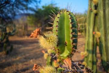 Pitayo with thorns, its flower withers when it is ripe in Jalisco, Mexico