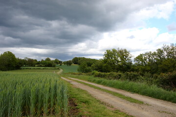 Fototapeta na wymiar Storm clouds over a wheat field.