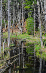 Obraz premium a stream traveling through trhe wilderness if central mass.