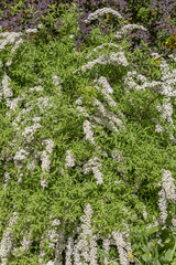 Spiraea. Deciduous ornamental shrub of the Rosaceae family. White flowers on branches during flowering