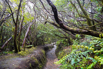Hike to Roque Chinobre through the forest, Tenerife, Canary Island, Spain