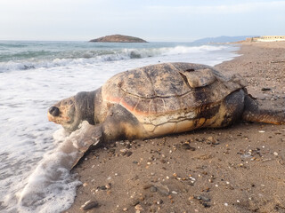 The death of a dead turtle on beach of the Mediterranean Sea, Dead turtle from ocean on the beach, Pollution of sea water is one of the most important causes of death of marine animals such as turtles